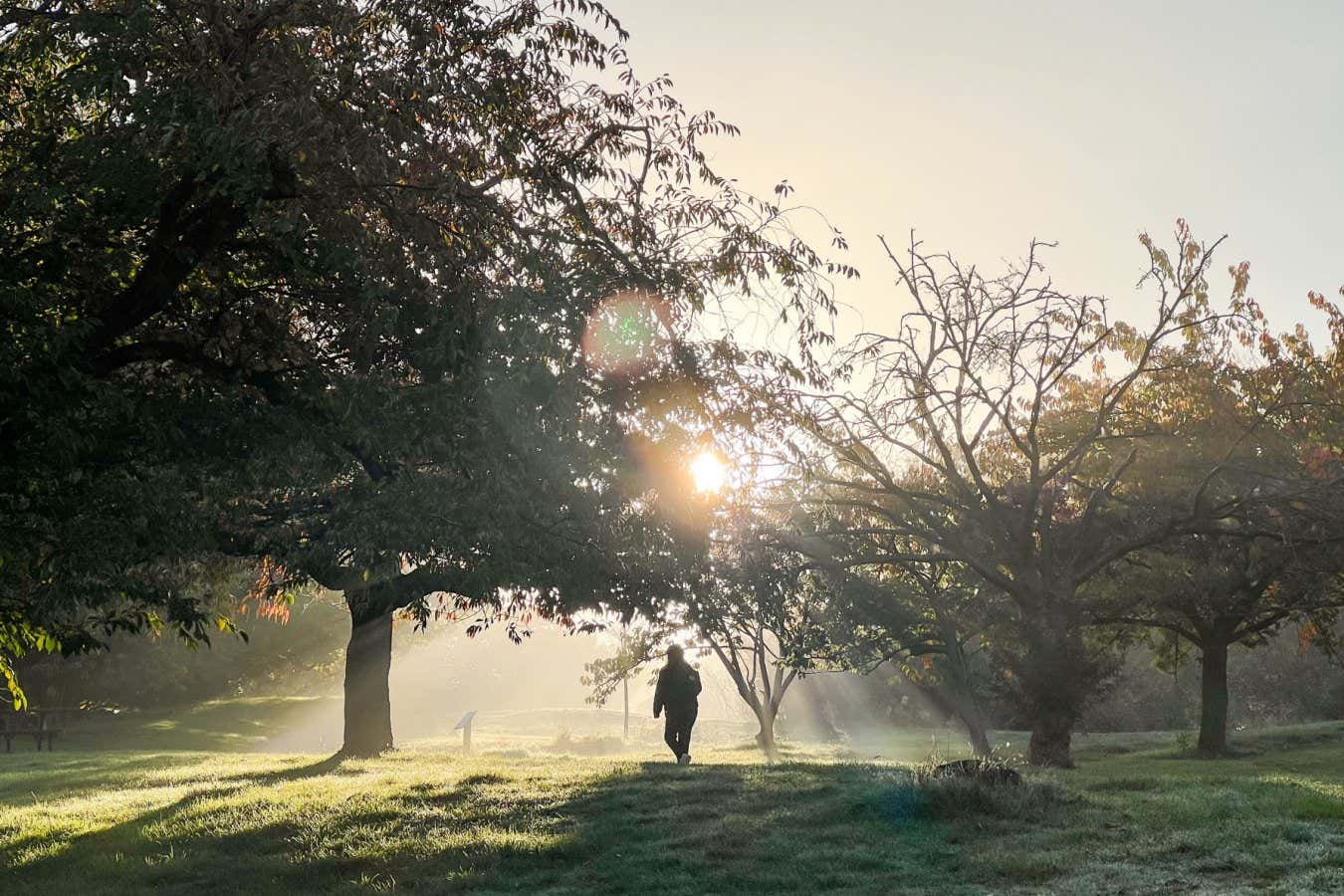 Figure walking in sunlit park Description Figure walking in sunlit park. England, UK