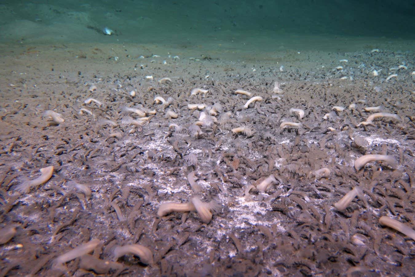 Marine tube worms in the deep-sea environment