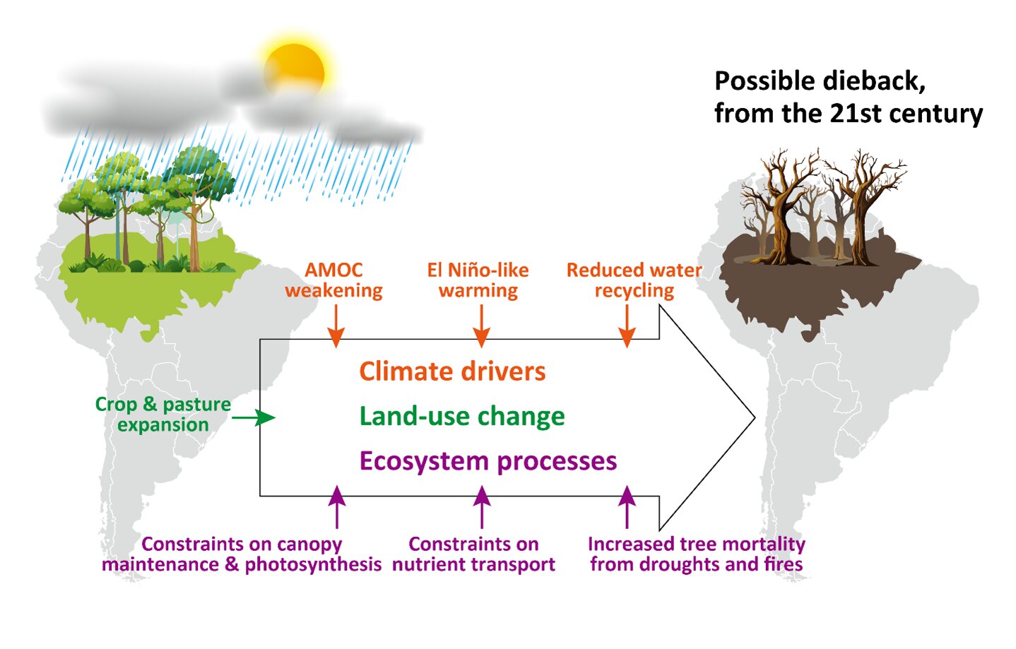 Earth System Modeller Proje 21. yüzyılda Amazon Dieback'in başlangıcı