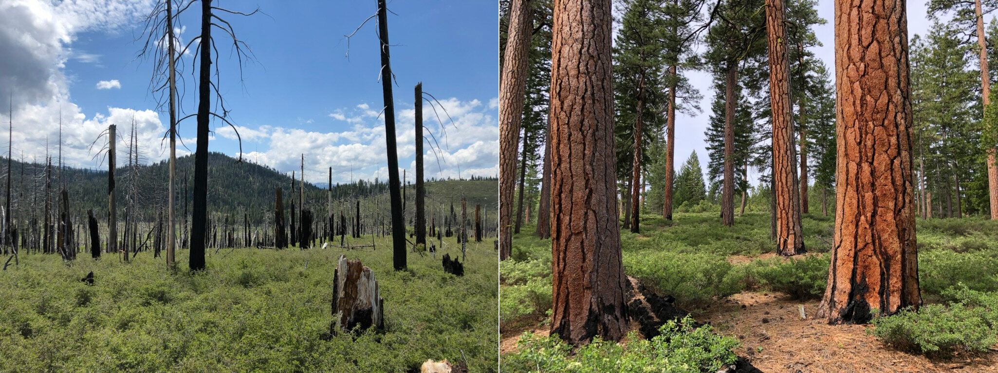 Endüstri tarafından yönetilen ormanların megafirleri besleme olasılığı daha yüksektir, çalışma buluyor