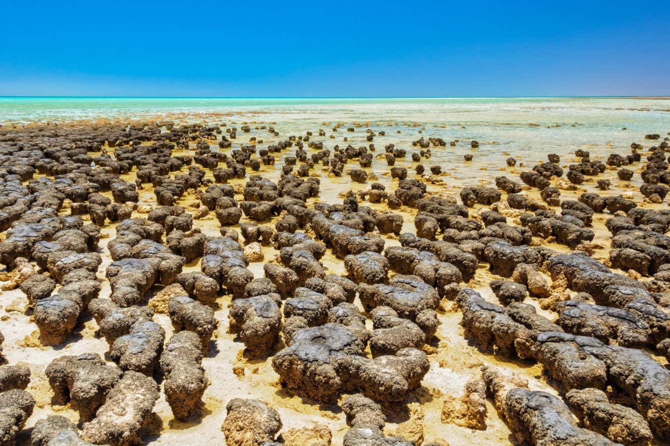 Garip mikrobiyal ortaklık, yaşamın nasıl gelişmiş olabileceğini gösterir