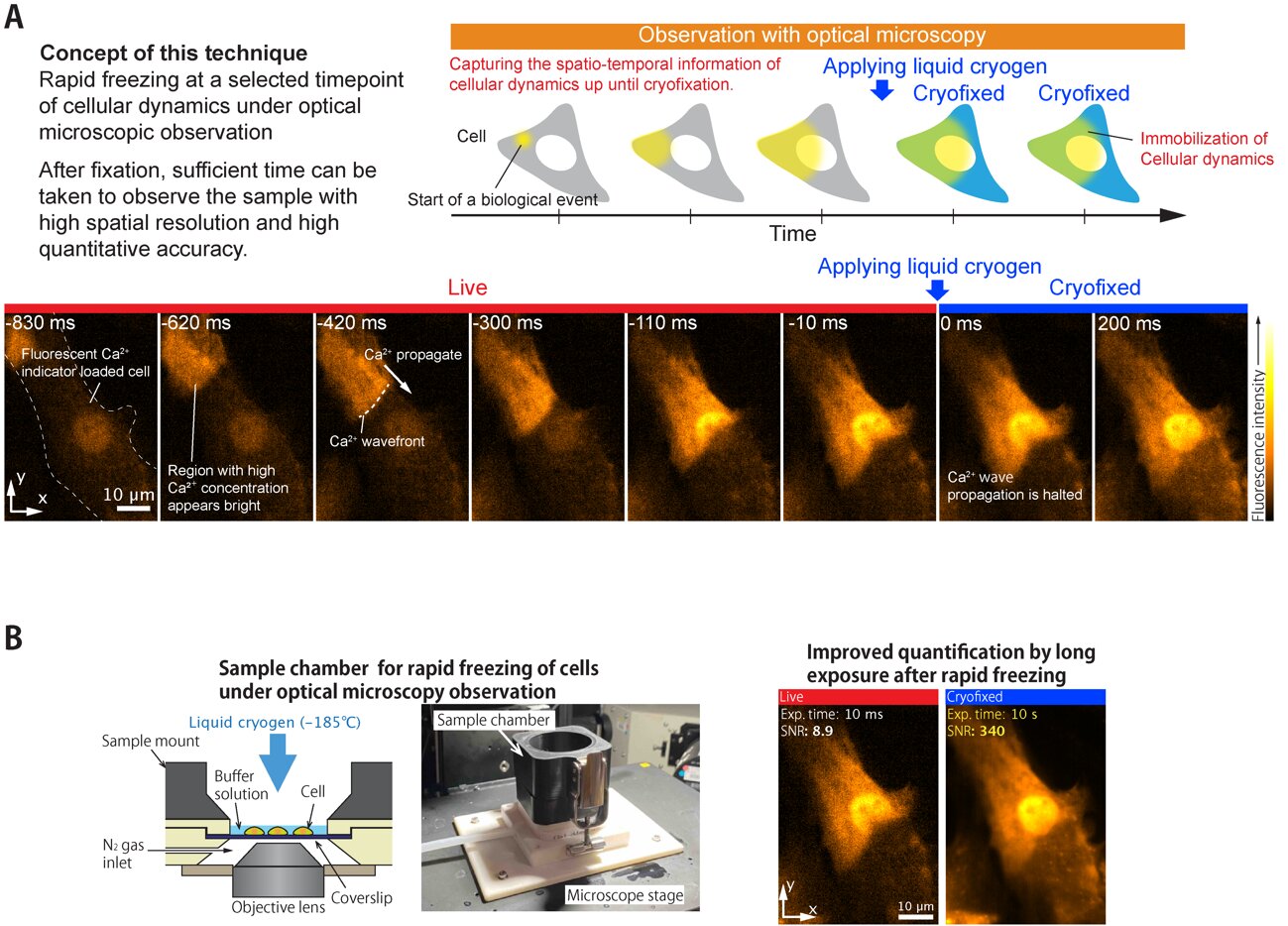 Geçici bir aktivite anını yakalamak için hücresel dünyanın dondurulması