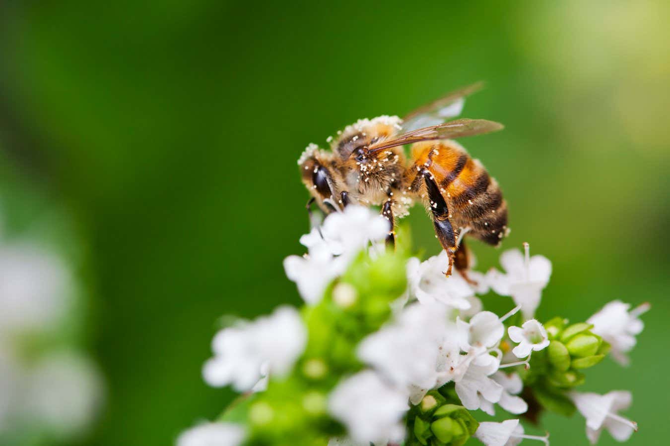 DAXTTK Close-up of a Honey Bee sitting on a white flower in a domestic garden.