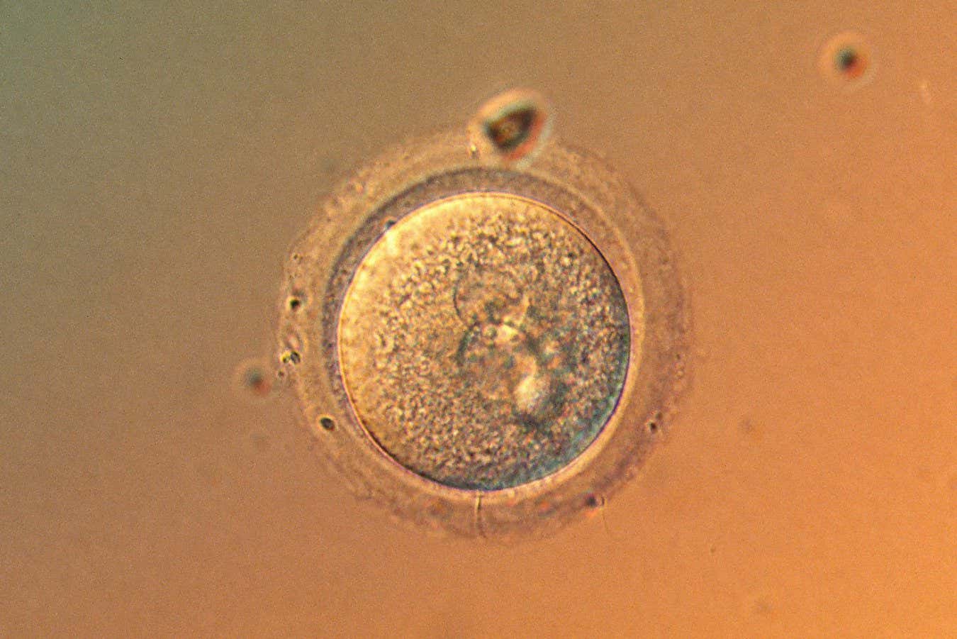 İnsan yumurtaları yaşa sahip olduğumuz kadar çok mutasyon biriktirmiyor