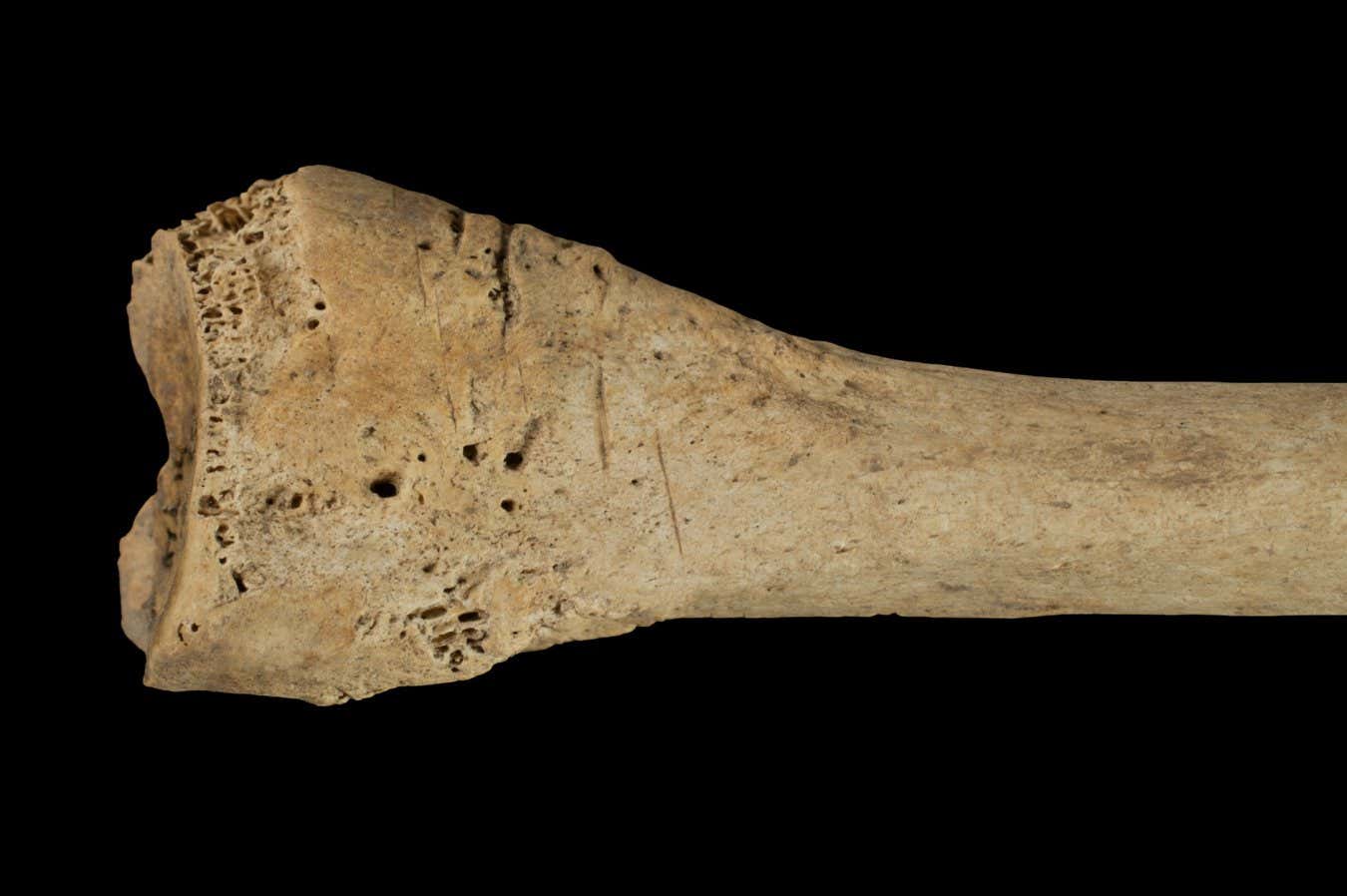 İspanyol mağarasında bulunan insan kemikleri eski yamyamlık belirtileri gösteriyor