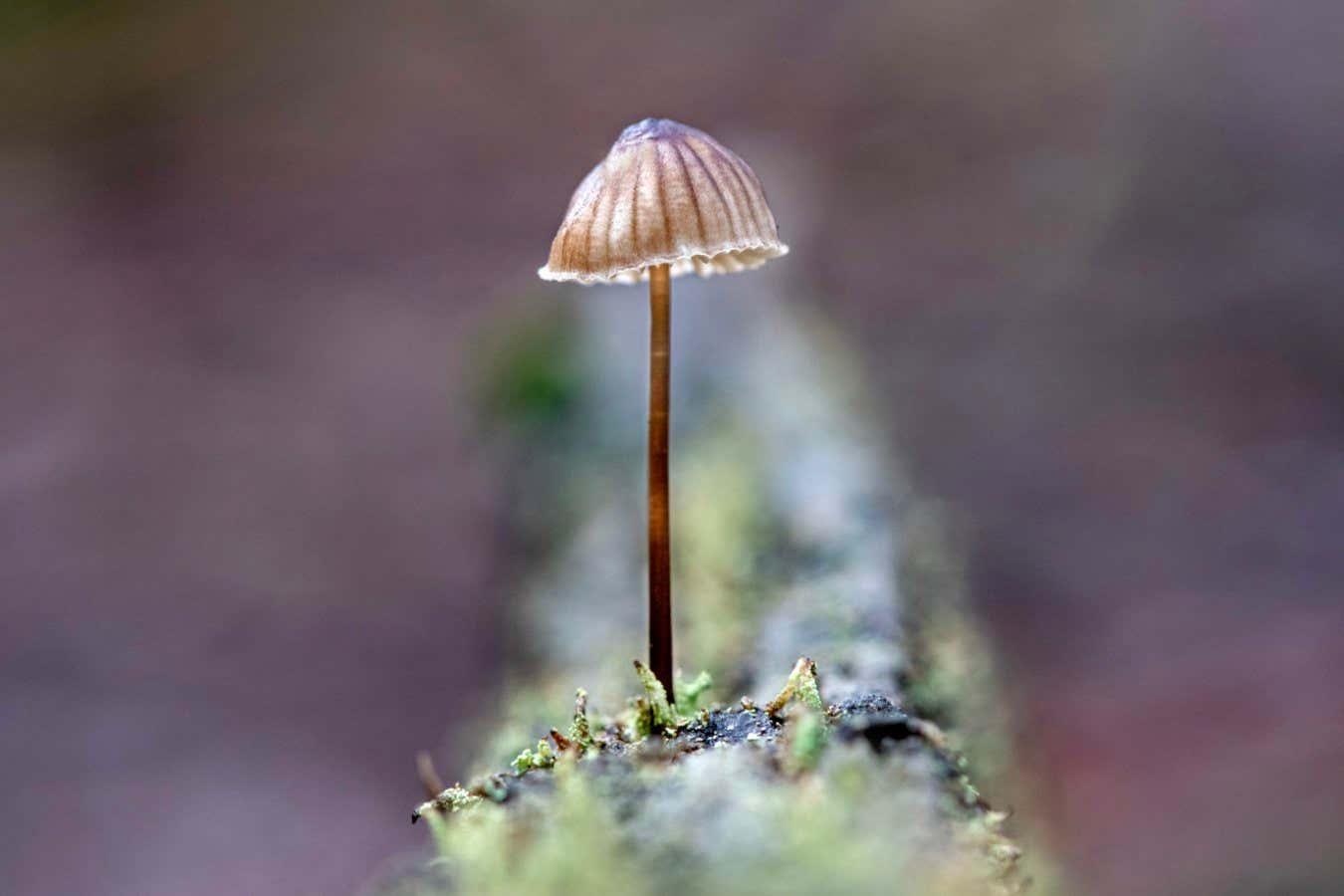 Mycena sp. Litter life (opposite) Page 85