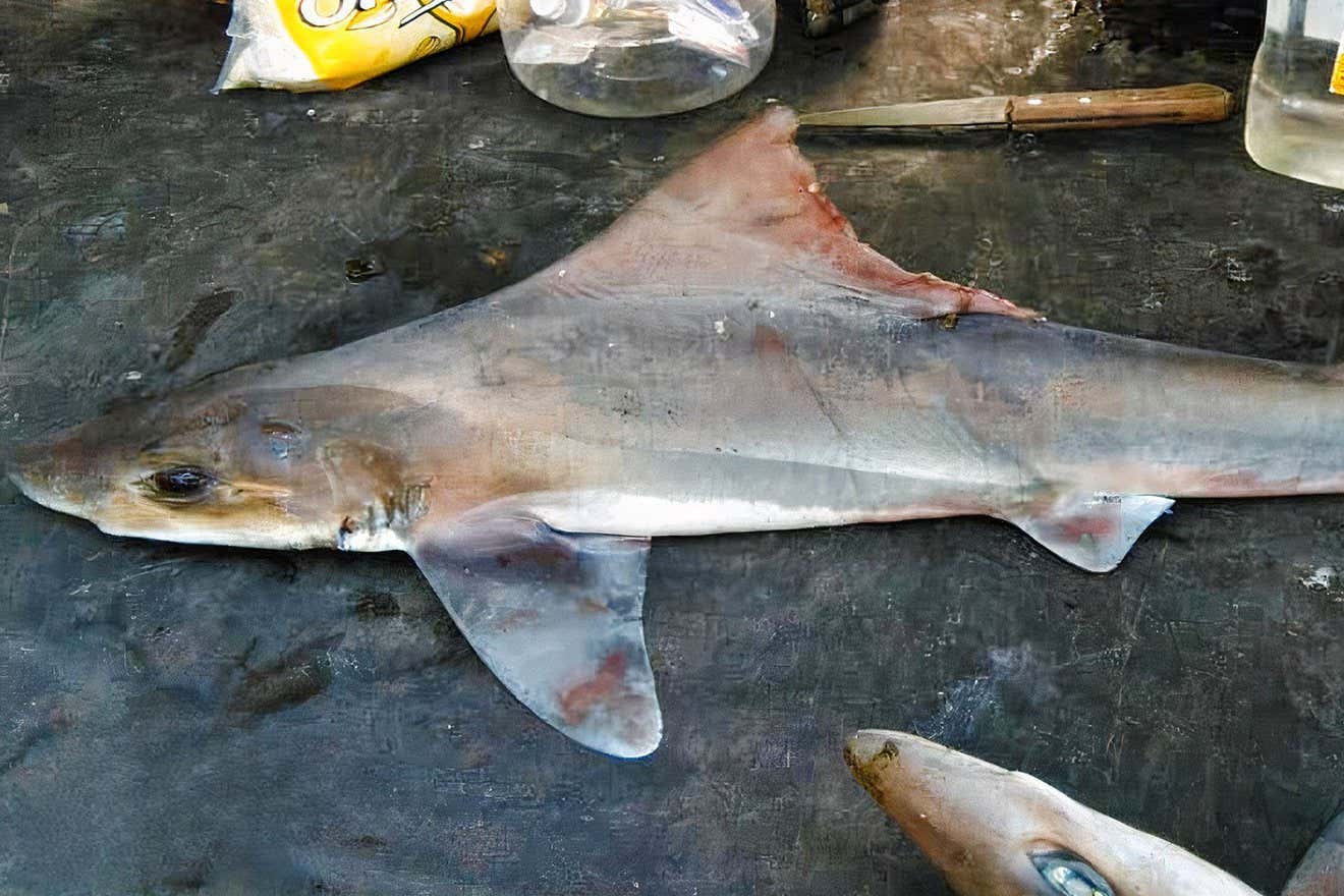 Uzun kayıp Sailback Shark, 50 yıldan fazla bir süre sonra yeniden keşfedildi