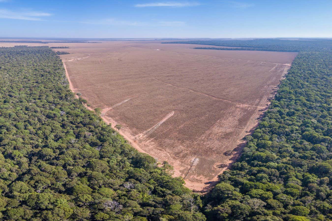 An aerial view of illegal deforestation in the Amazon in Mato Grosso state, Brazil