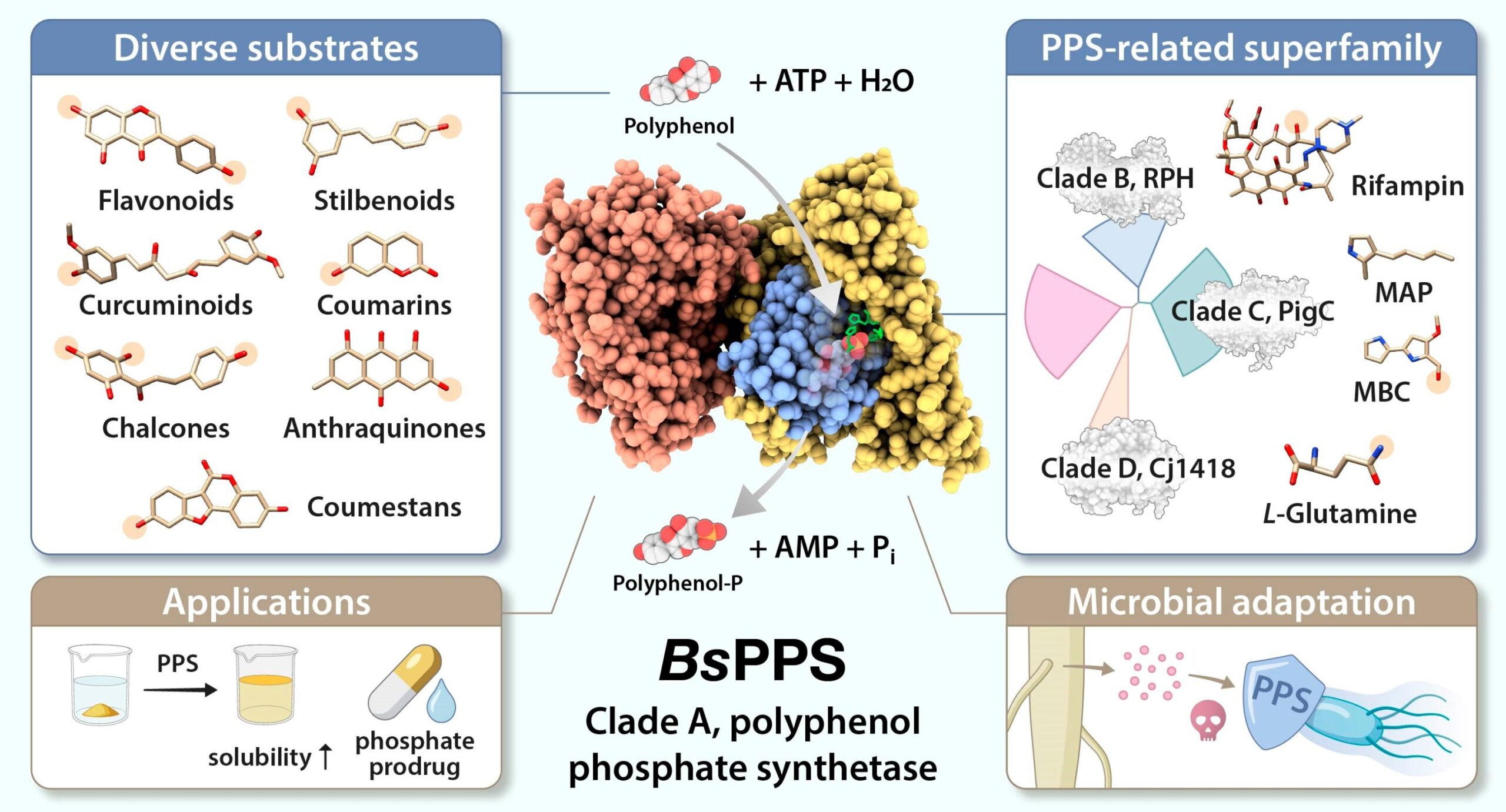 Bacillus'tan çok yönlü bir enzim, suda çözünür nutrasötiklere daha yeşil bir yol açar