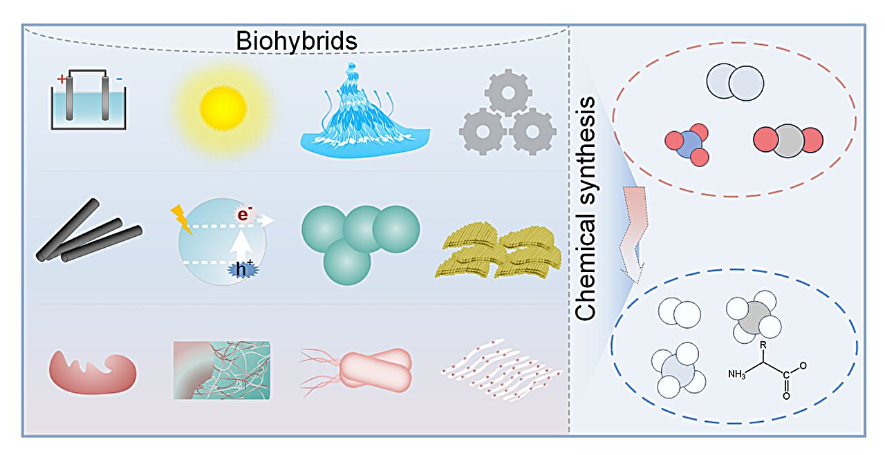 Biohybrids: Enerji-çevre sınırında sürdürülebilir kimyasal sentez öncü