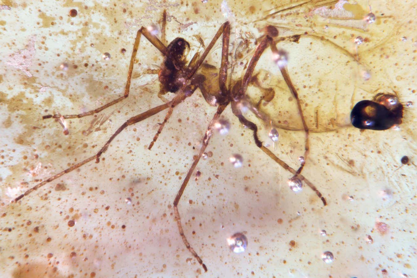 Çarpıcı kehribar yatakları, dinozorlar zamanından itibaren böcekleri tutar