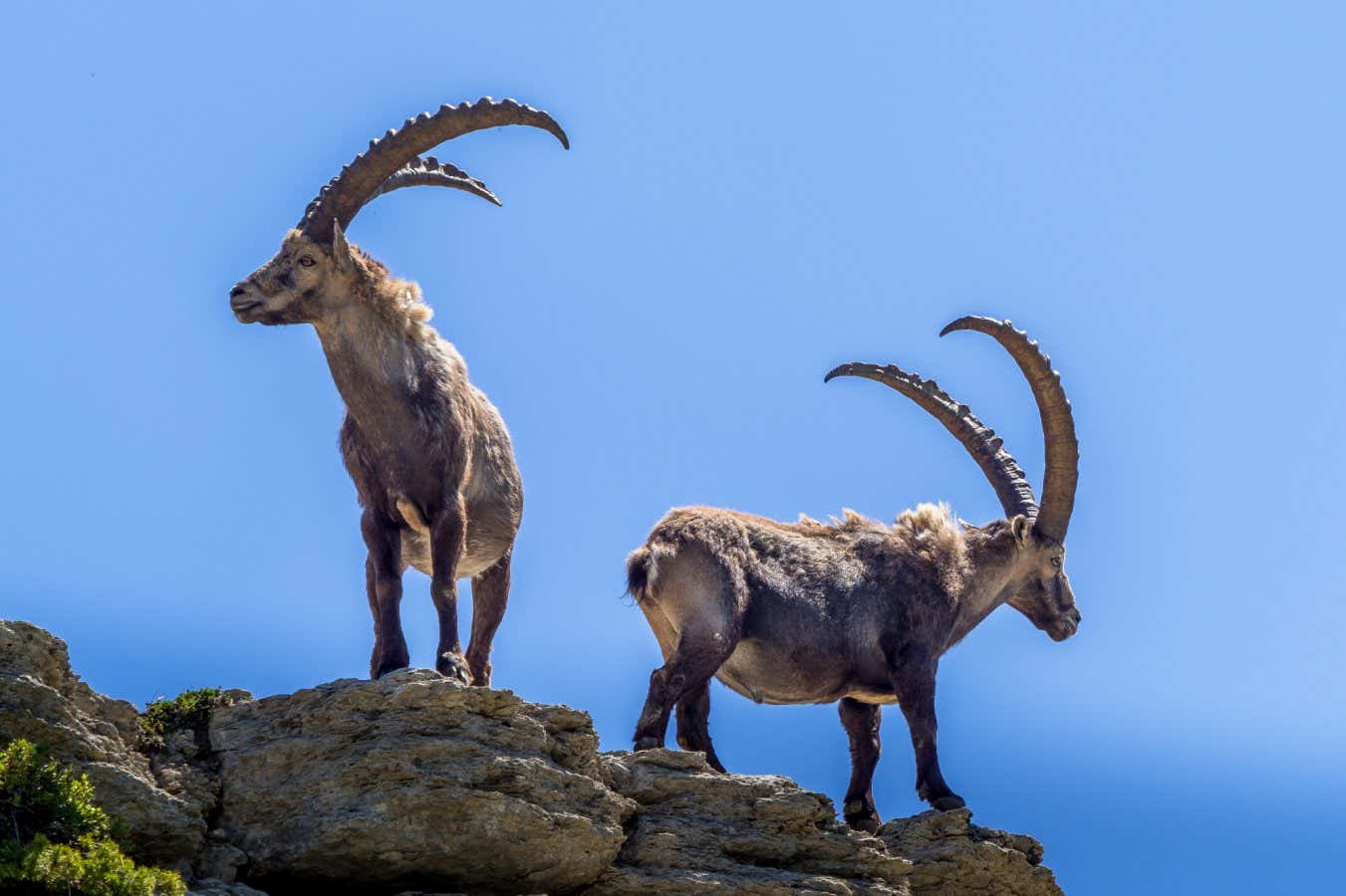 Erken Neandertaller dik dağ yamaçlarında Ibex'i avladı