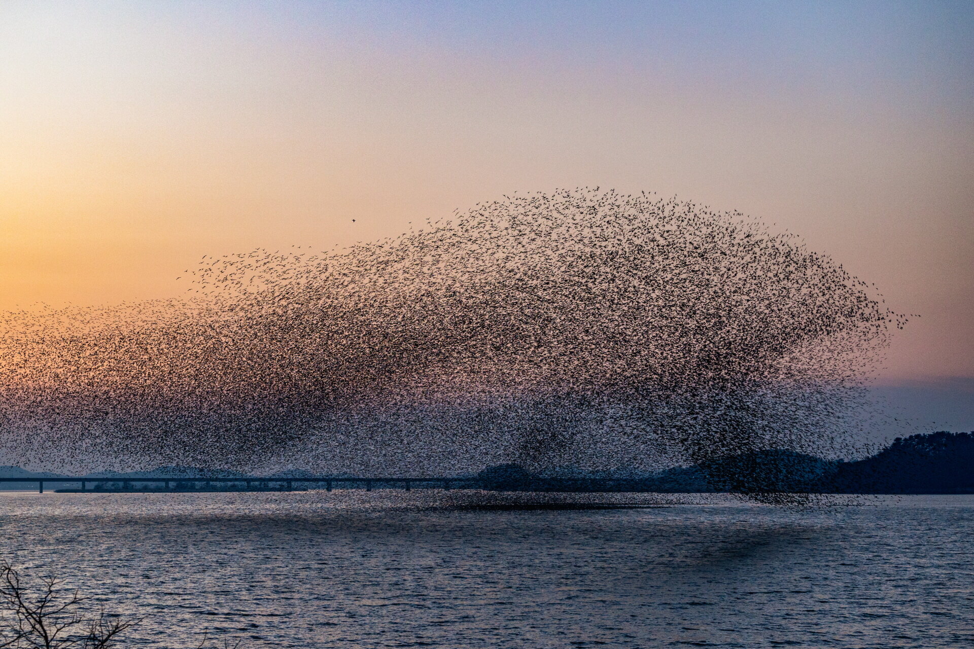 Fizik bilgilendirilmiş AI, akın ve kolektif hareket davranışlarının arkasındaki yerel kuralları öğrenir