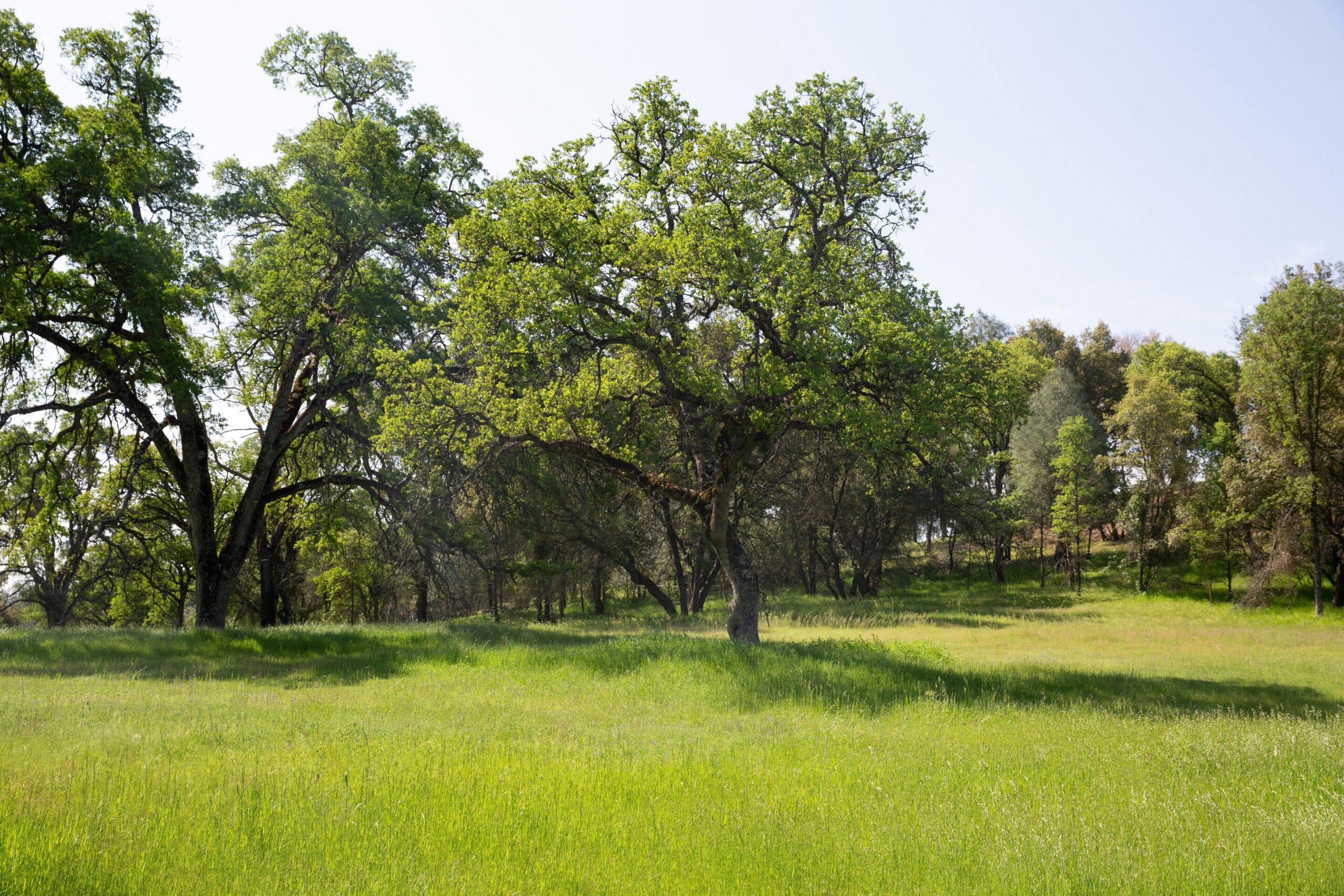 Kaliforniya'daki yerli toprakların esneklik ve orman yangını hakkında ne öğretebileceği