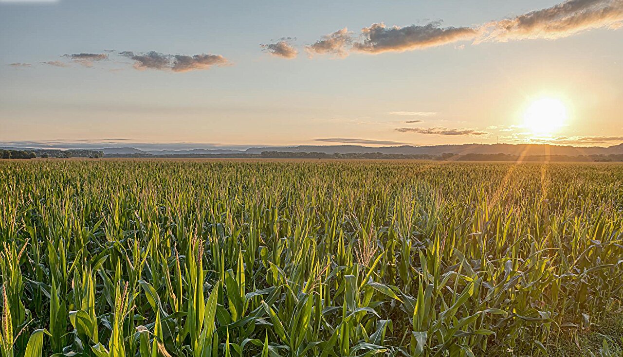 Kömürüne bağlı bakteriler, meşhur bir 'sonsuza dek kimyasal' su yollarından kalmaya yardımcı olabilir