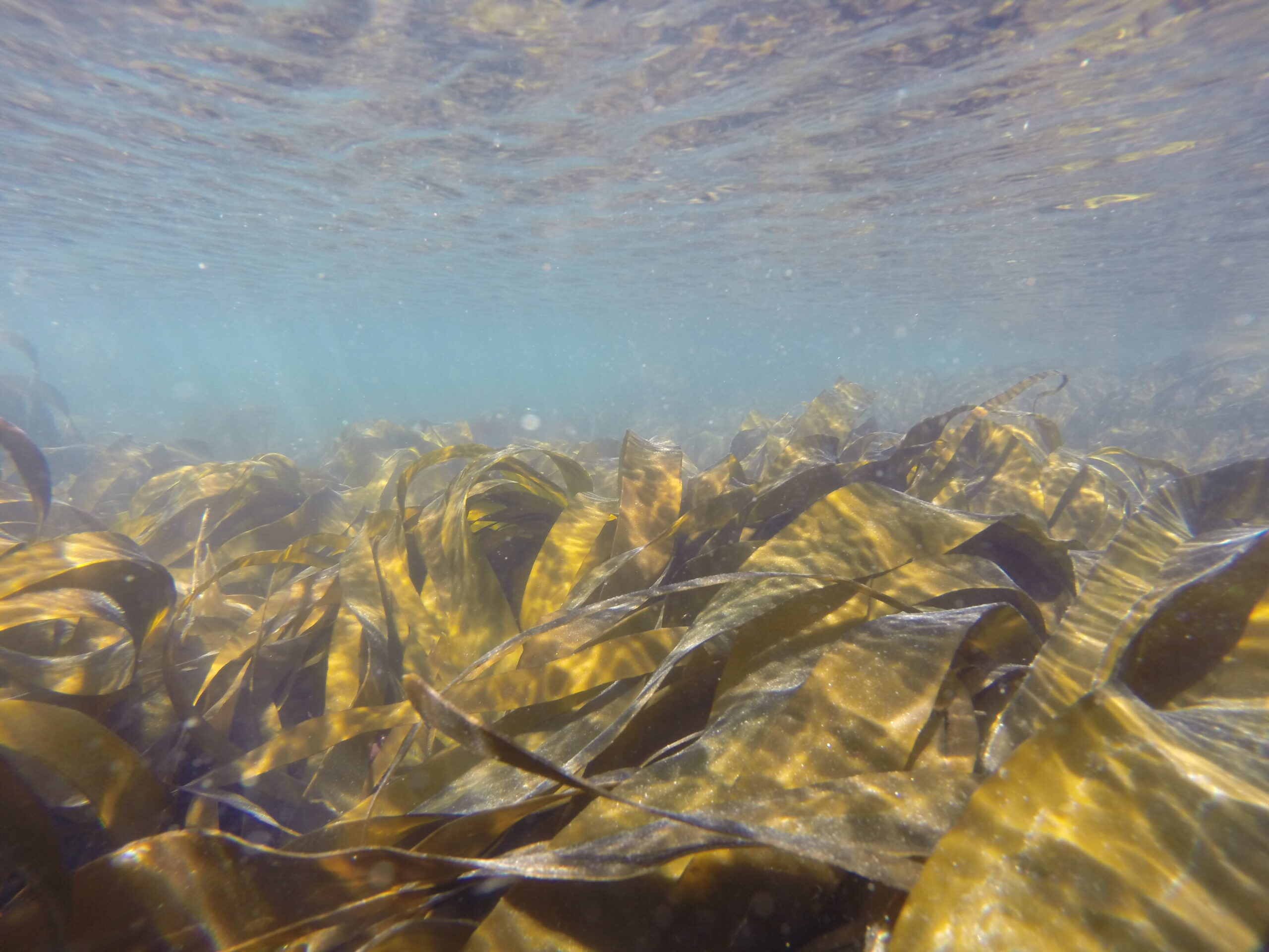 Kuzey Portekiz'deki deniz ormanlarında Kelp, güçlü karbon depolama çözümü olarak ortaya çıkıyor