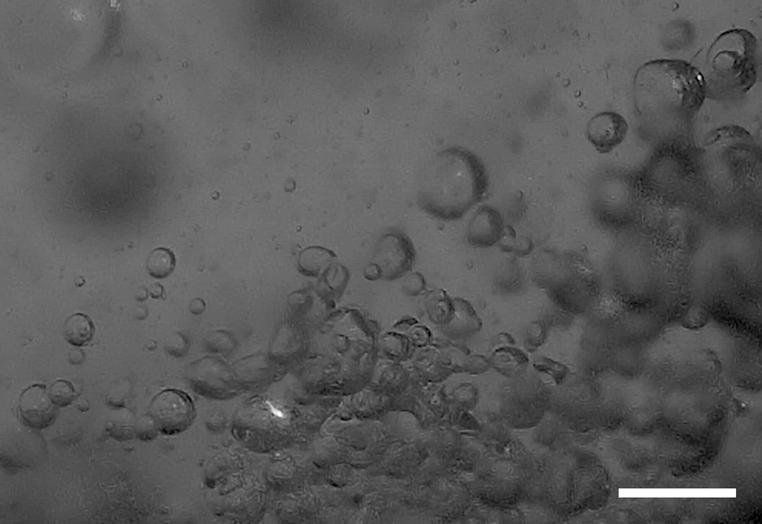 Microlightning, Will-O'-the-Wisps için uzun zamandır aranan açıklama sağlayabilir