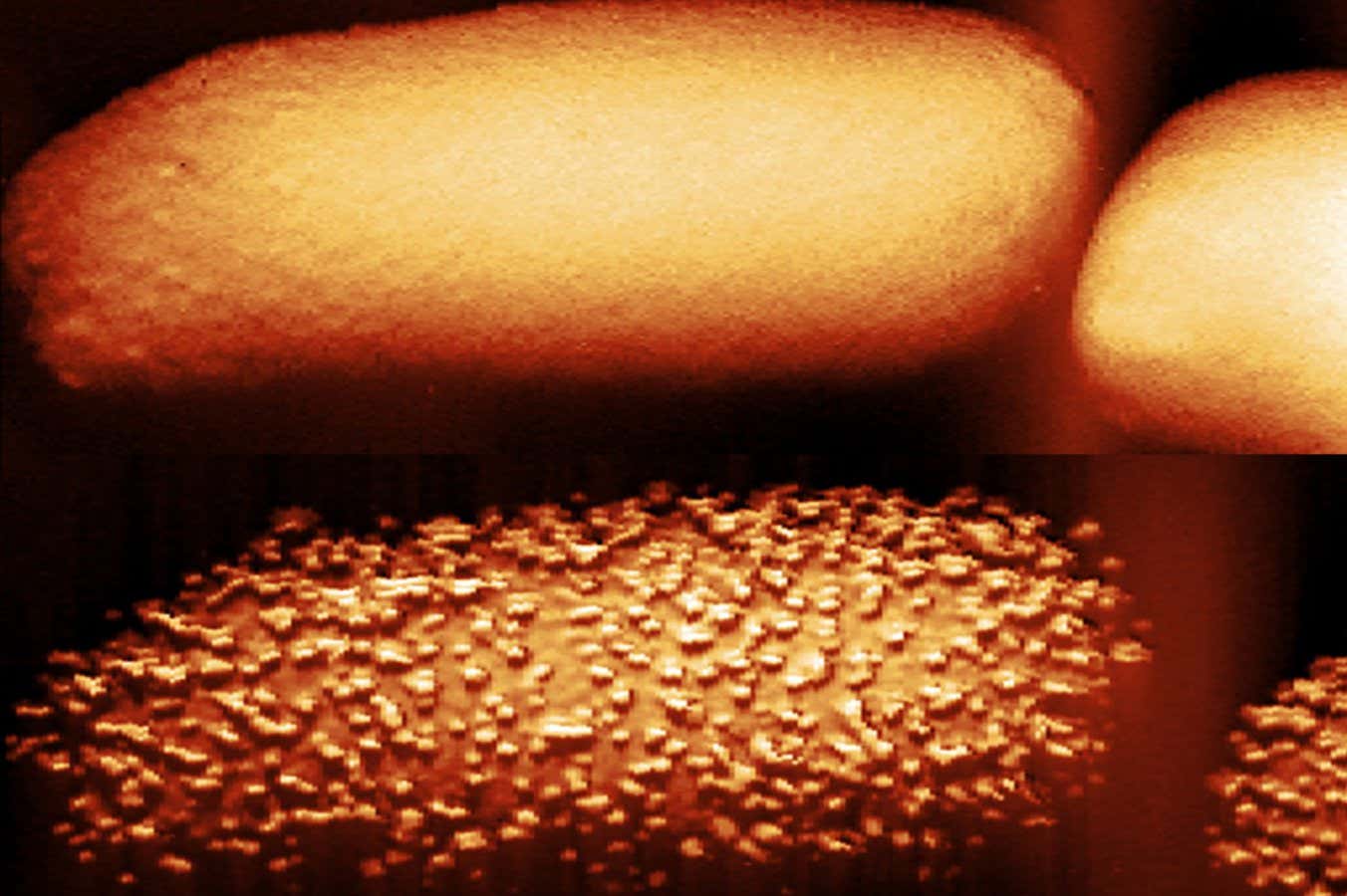 The top image shows an untreated bacterium; the bottom shows a bacterium after 90 minutes of being exposed to the antibiotic