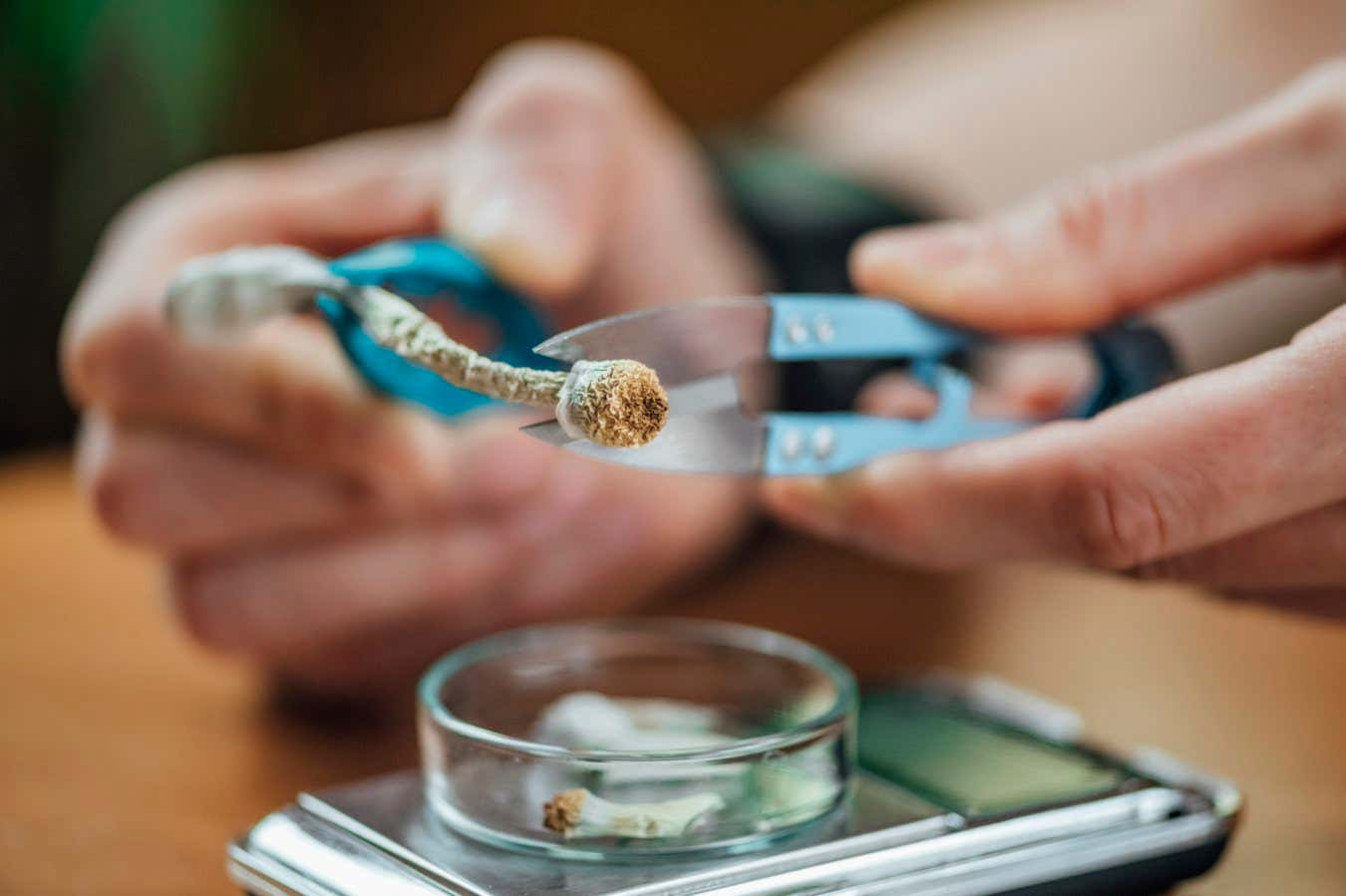 Sadece bir doz psilosibin beyni yeniden sarmak için yeterli görünüyor