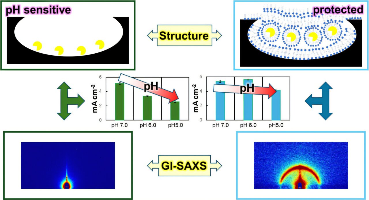 Şeker bazlı stabilizatör, ter sensörlerinin asidik koşullar altında çalışmasını sağlar