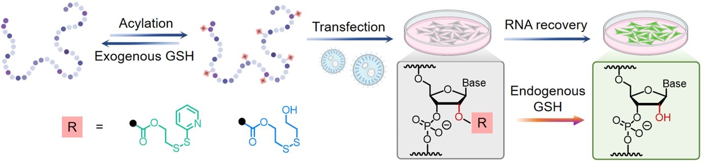 Talep Üzerine RNA Aktivasyonunu Tetikleme: Strateji, terapötik ve gen düzenleme seçeneklerini genişletir