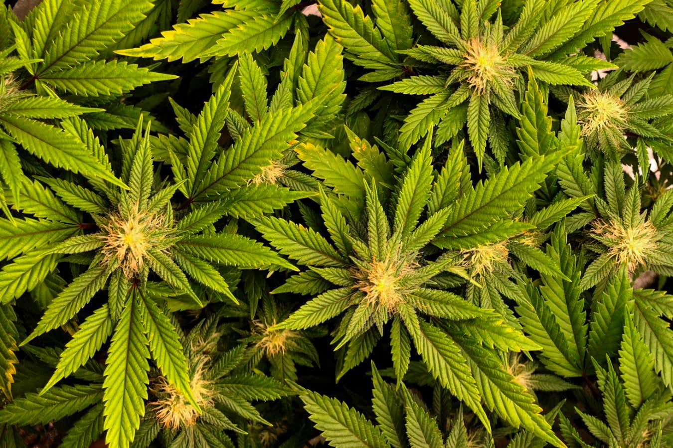 New Scientist. Science news and long reads from expert journalists, covering developments in science, technology, health and the environment on the website and the magazine.