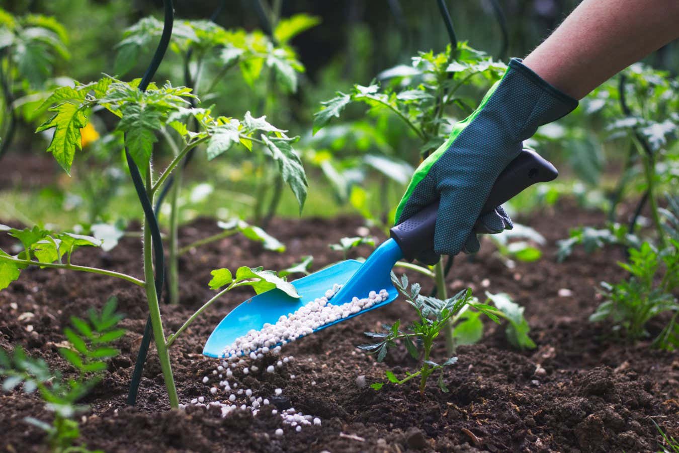 Farmer giving granulated fertilizer to young tomato plants. Hand in glove holding shovel and fertilize seedling in organic garden. ; Shutterstock ID 1087283084; purchase_order: -; job: -; client: -; other: -