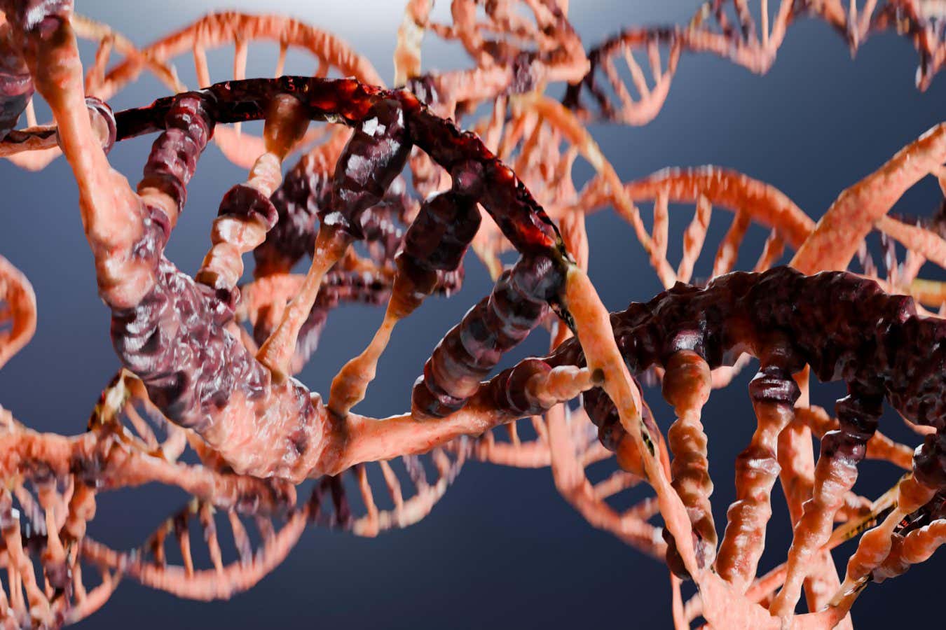 Yaşınız ne kadar hızlı hücrelerinizdeki bir DNA onarım patronu tarafından kontrol edilebilir