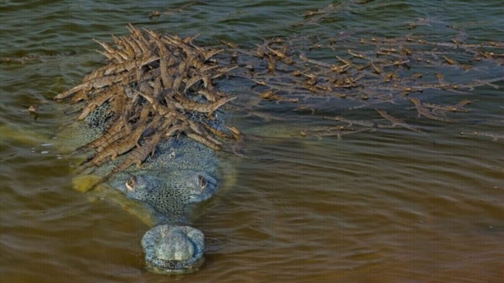 Gharial ve sırtındaki yavruların yakın planı