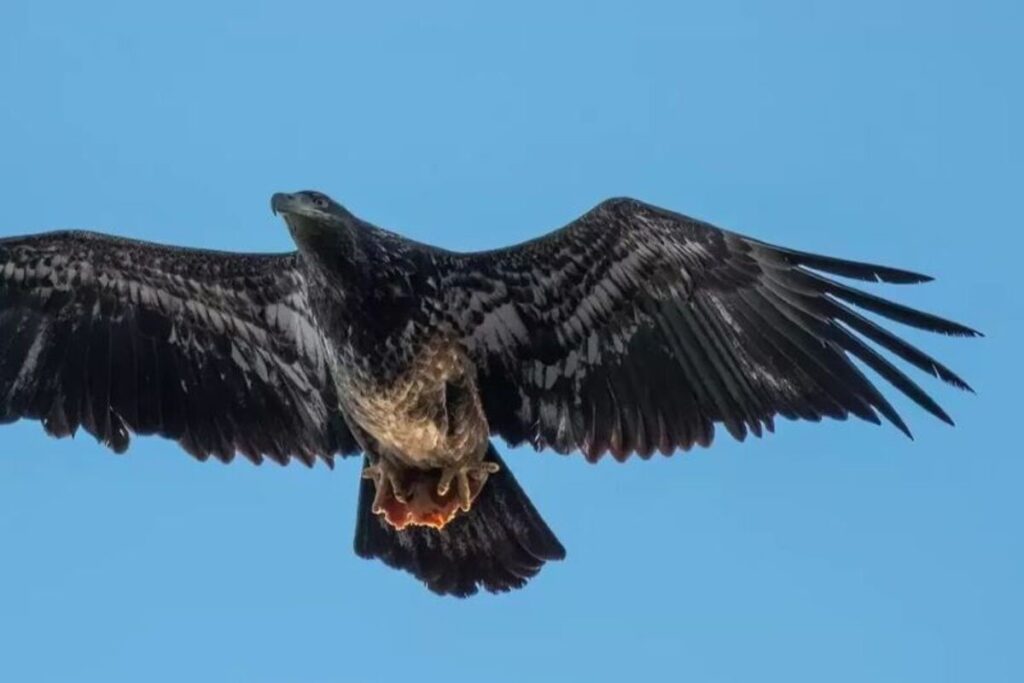 Kartal görüntüsü 2