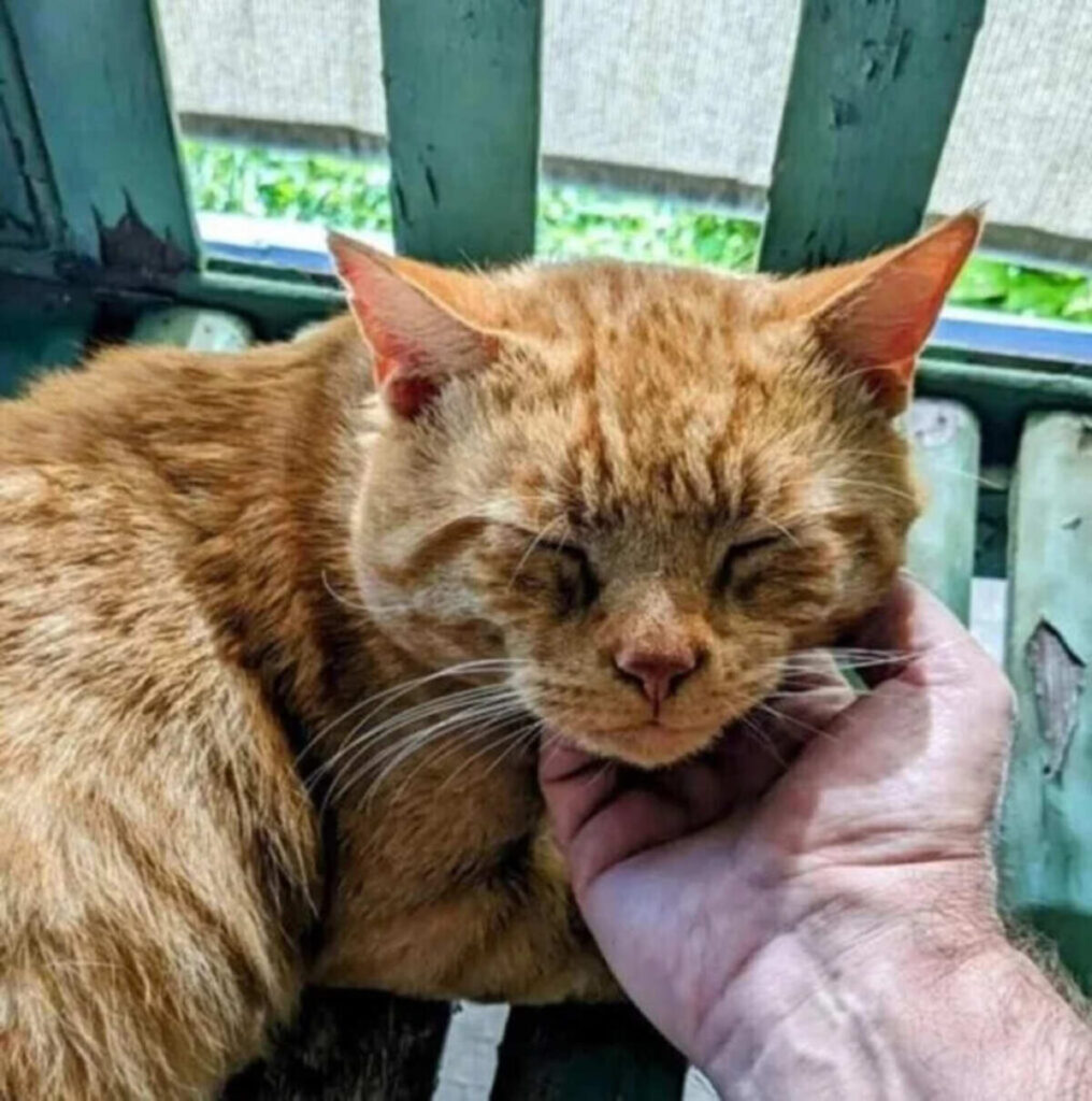 Max, yeni bir yuvaya bırakıldıktan sonra ufka bakarken.