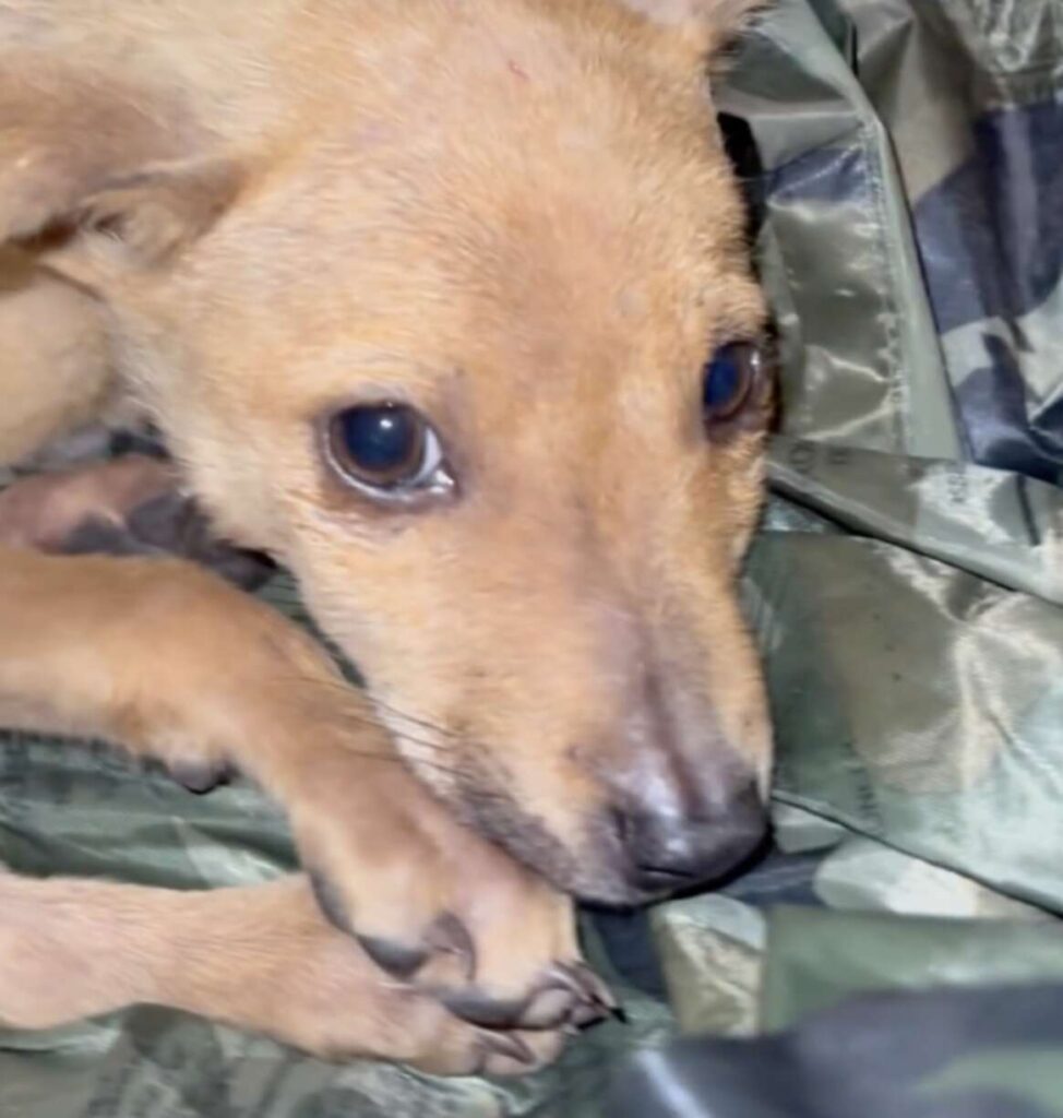 Kurtarılan iki köpek ve motosiklet