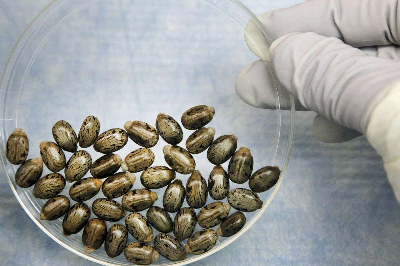 2AGP4K2 FBI Laboratory analysis of Castor Beans used to manufacture the highly poisonous agent Ricin. Ricin (/