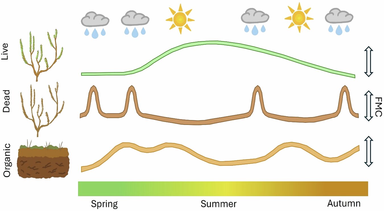 Birleşik Krallık'taki sıcak hava dalgaları, orman yangını riskini artırmak için doğal ekolojik önlemleri bastırıyor