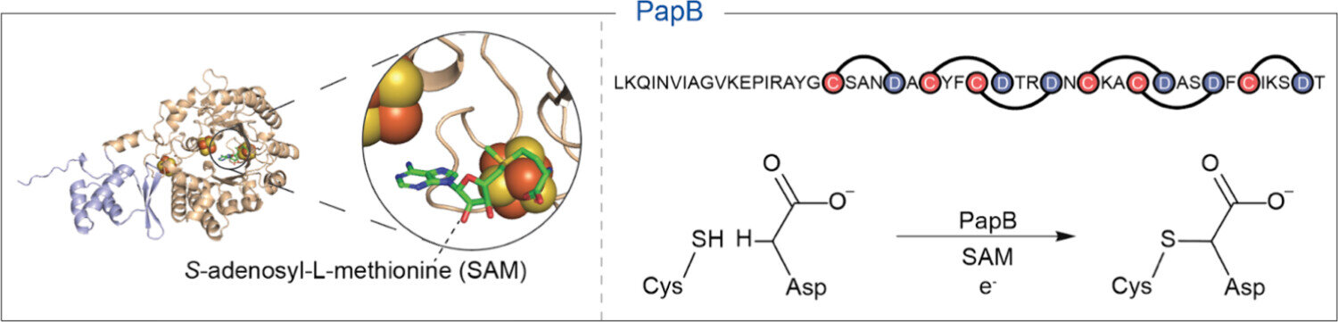 Biyokatalitik kısayol, GLP-1 benzeri peptitlere yeni bir görünüm kazandırır, stabiliteyi artırır ve yeni tedaviler için potansiyel sunar