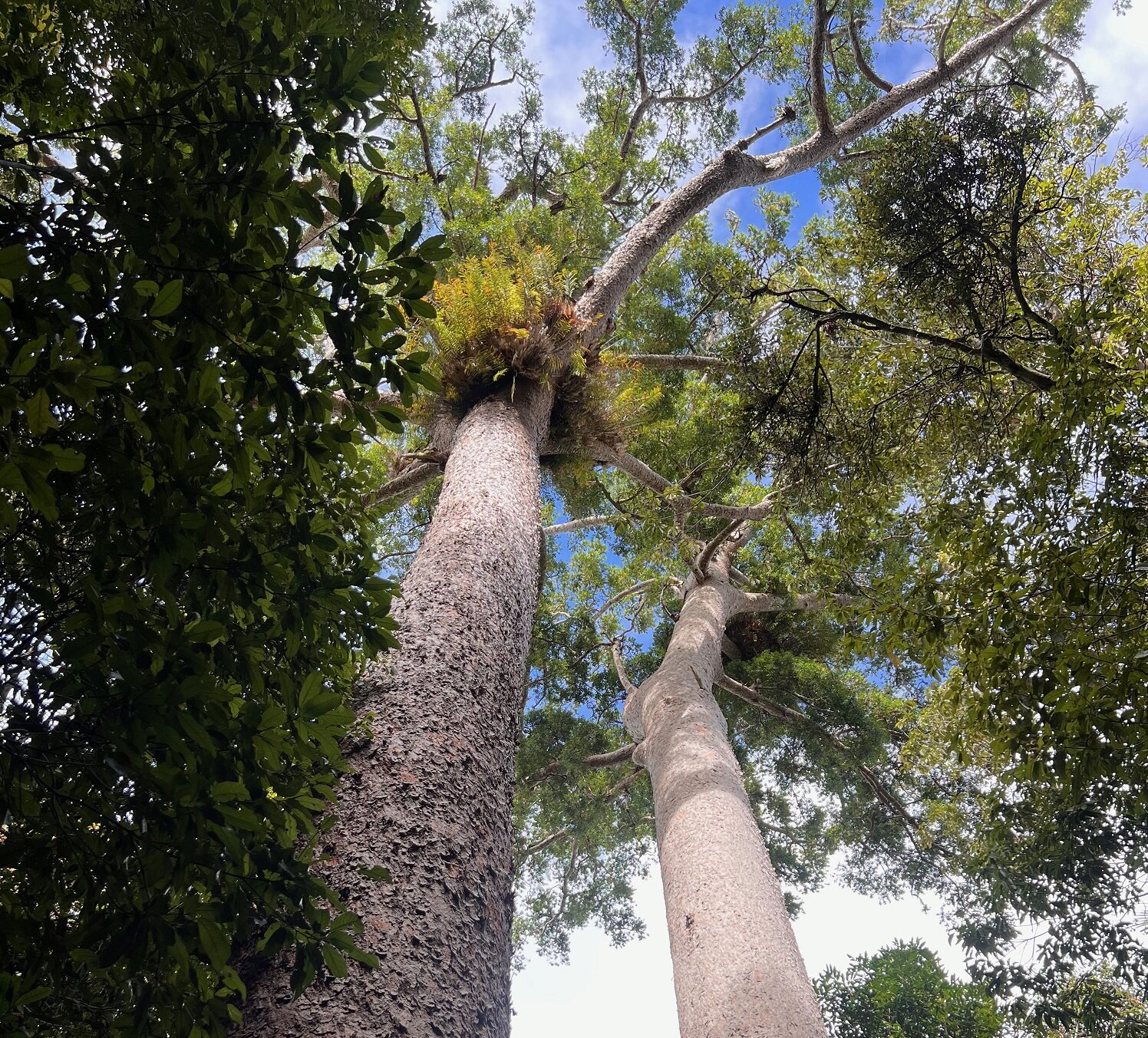 Çalışma, Avustralya'nın yağmur ormanlarının karbon yutucudan karbon kaynağına geçiş yapan ilk orman olduğu konusunda uyardı