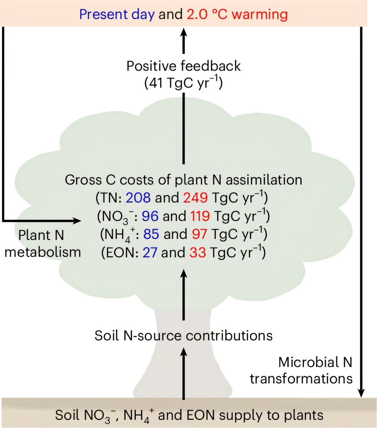 Çalışma bulguları, küresel bitkilerin nitrojen alımına ilişkin karbon maliyetinin orman yangını emisyonlarını aştığını gösteriyor
