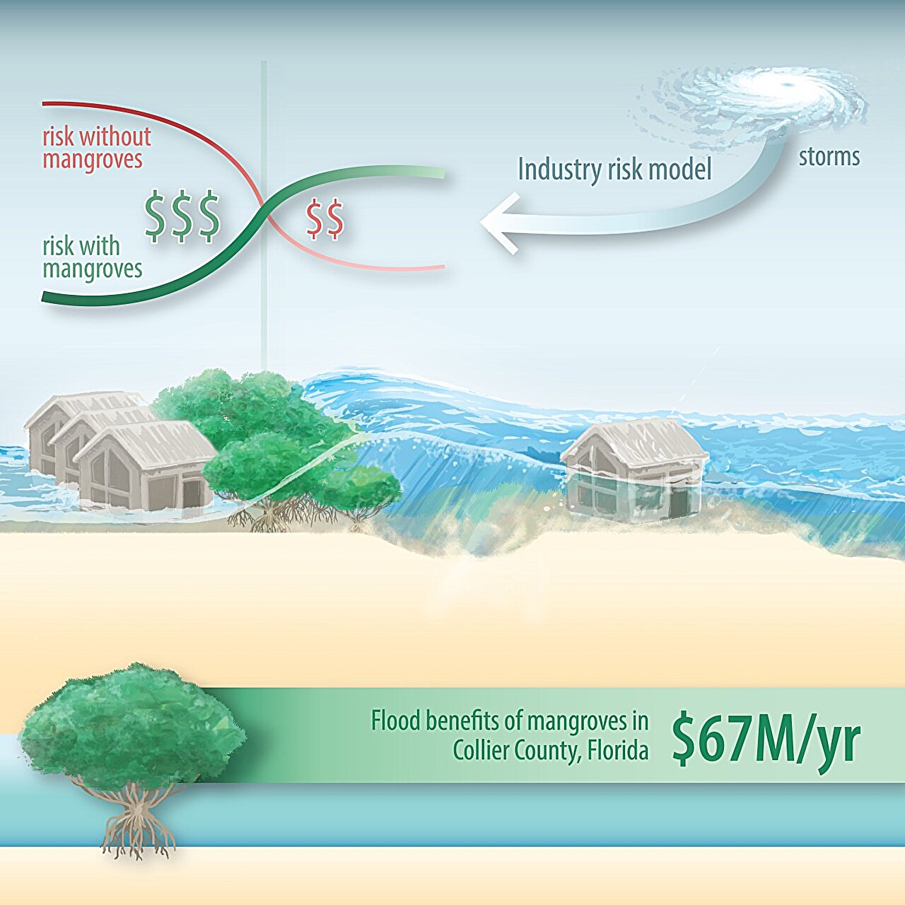 Çalışma, kasırgalar sırasında maddi hasarı azaltmak için mangrovların faydalarını vurguluyor