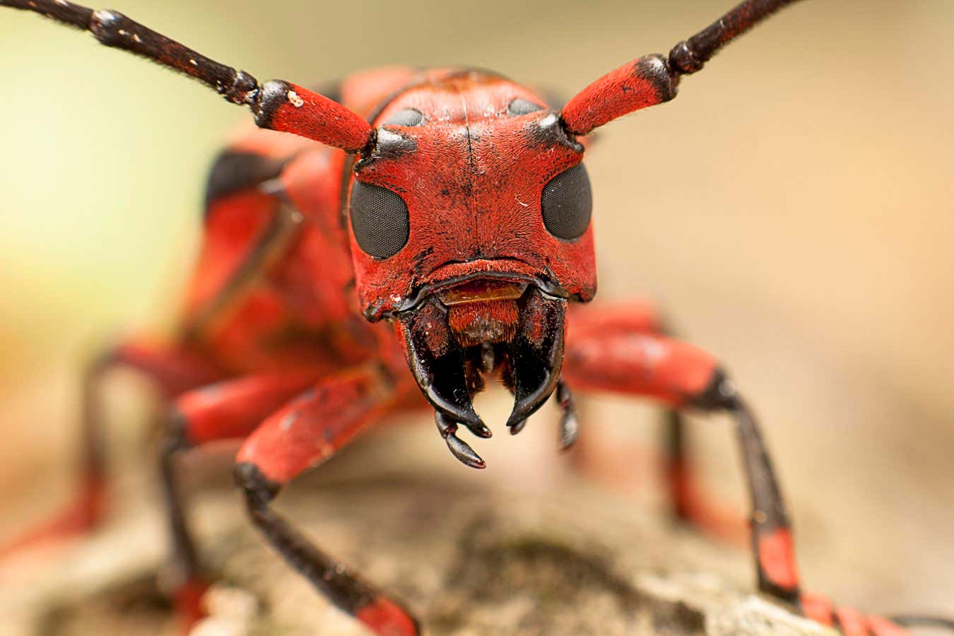 Hui Yu photographed this imposing portrait of a tropical flat-faced longhorn beetle on a family photography trip to a tropical rainforest at Gunung Jerai in Malaysia. A light bulb in a mosquito net attracted local invertebrates during the night, and in the morning there were lots of them to look at. Hui Yu is keen on macro-photography and chose the most colourful animal to take a portrait of.