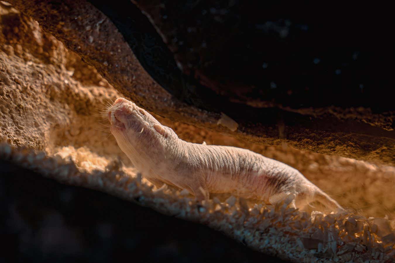 Çıplak köstebek farelerinin bu kadar uzun süre yaşamasının başka bir nedenini keşfettik