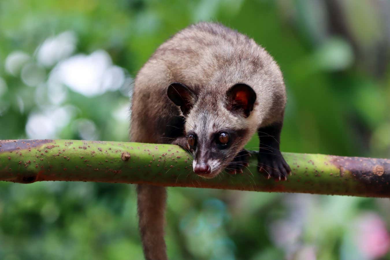 Civet kahvesi: Bu tuhaf lüks içeceğin ardındaki gerçek kimya