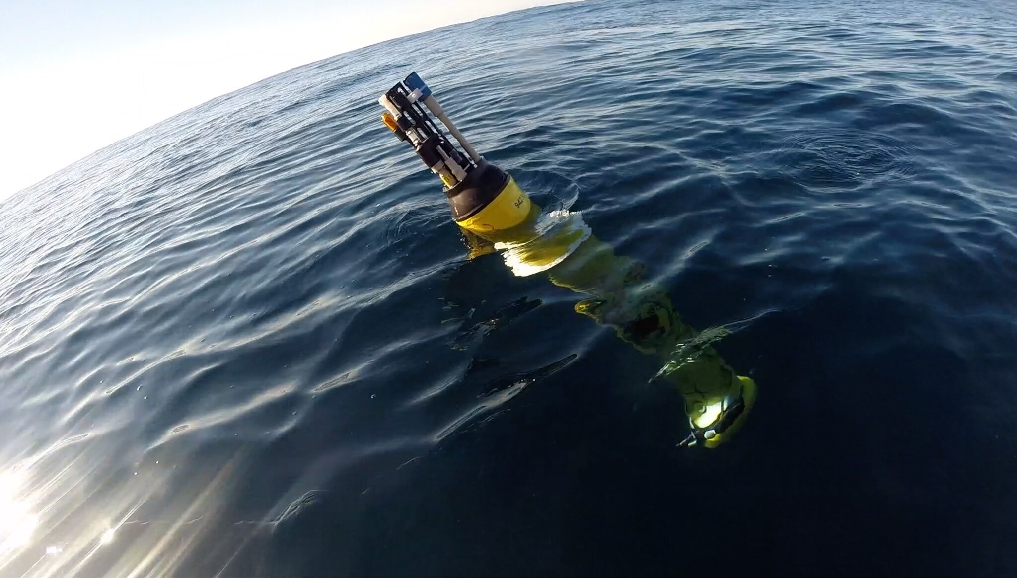 Deniz ısı dalgaları nasıl okyanus gıda ağlarını yeniden şekillendiriyor ve yavaş derin deniz karbon nakliyesi