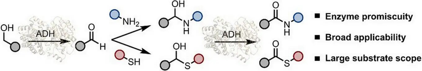 'Gizli reaktivitelerini' kullanarak alkol dehidrojenaz enzimlerinin endüstriyel ilgisinin arttırılması