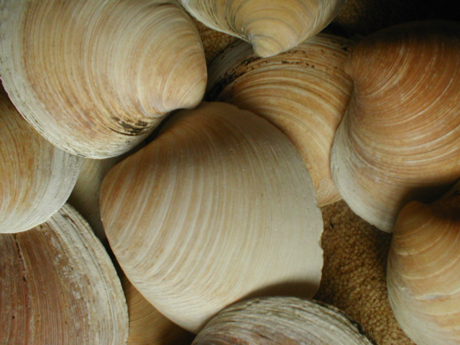 İstiridye kabukları kararsız kuzey atlantik akımları üzerinde ses alarmı