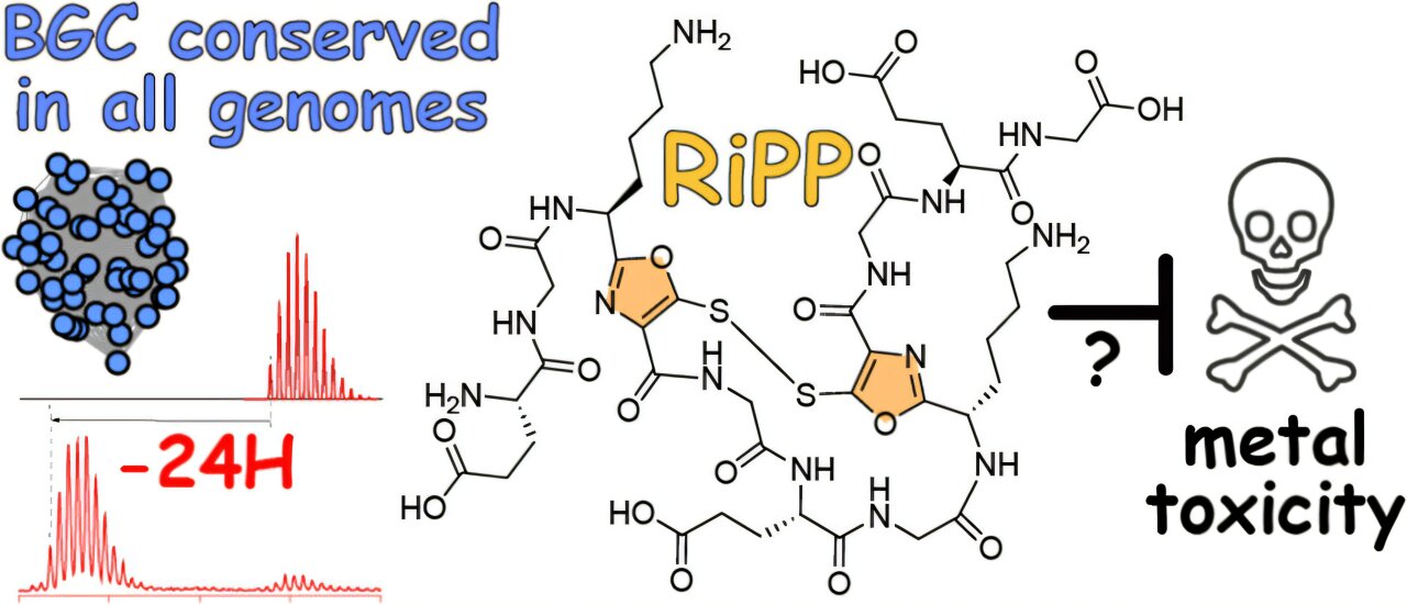 Lisans öğrencileri deniz bakterilerinde korunmuş bakır bağlayıcı gen kümesini ortaya çıkardı