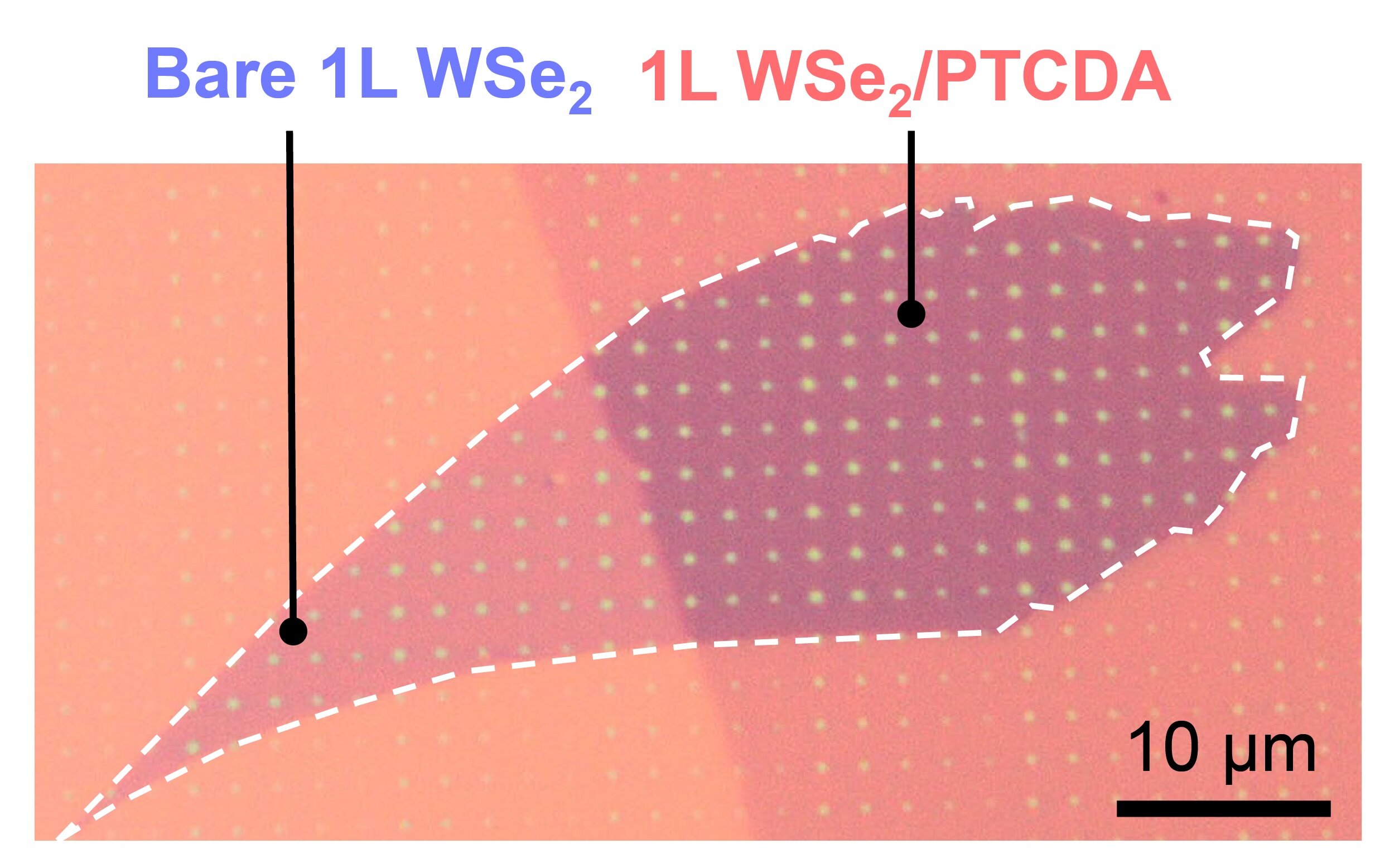 Moleküler kaplama gürültülü kuantum ışığını temizler