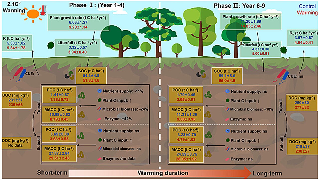Orta derecede ısınma, nemli subtropikal ormanların karbon depolamasını mahvetmeyebilir