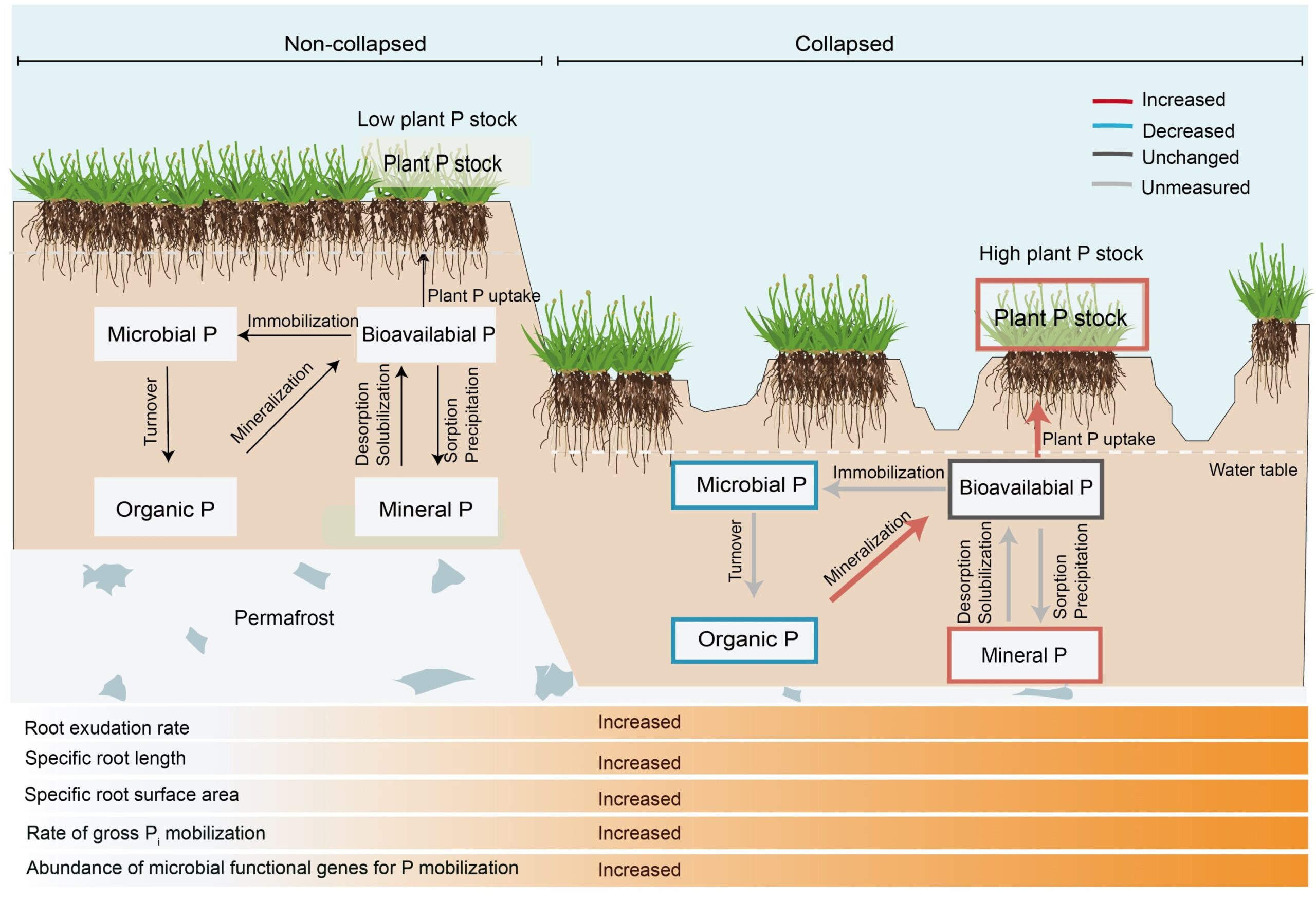 Permafrost çalışması, ani çözülmenin toprağın fosfor döngüsünü hızlandırdığını ve karbon salınımını dengelediğini ortaya çıkardı