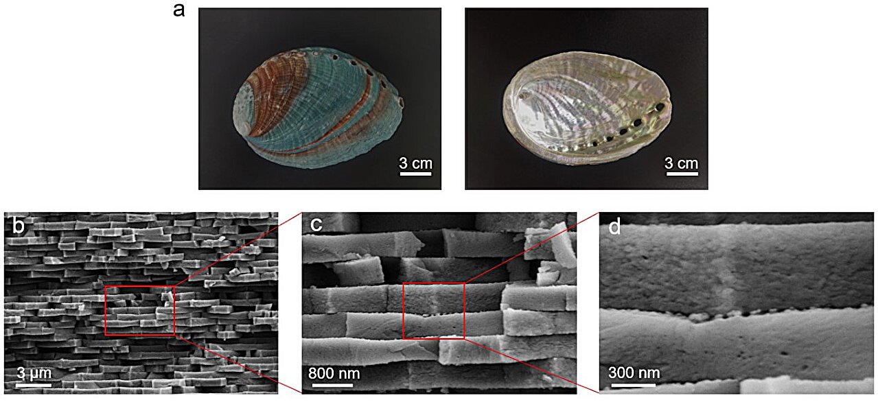Sedeften ilham alan kompozitler gücü, renk kontrolünü ve dalga şeffaflığını birleştirir