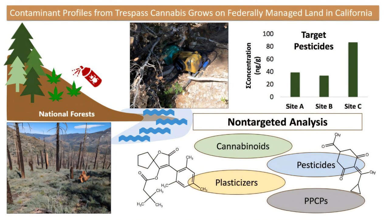 Yasadışı esrar ekimi, Kaliforniya'nın kamu arazilerinde kalıcı kimyasal ayak izi bırakıyor
